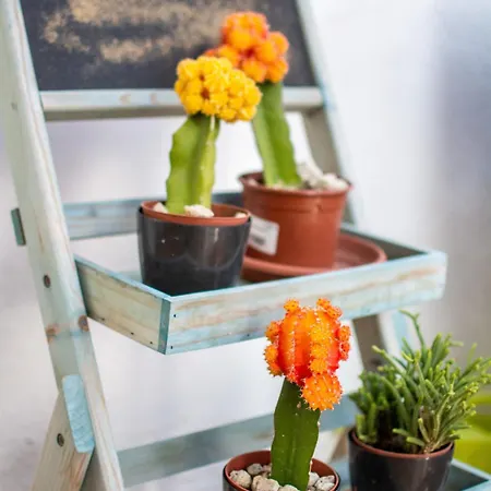 Relax Marine * Arona (Tenerife)