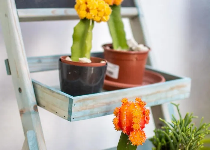 Relax Marine * 阿罗纳